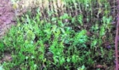 अब लैलूंगा में सब्जियों की बाड़ी के बीच मिली अफीम की फसल,पढ़िए 17 दिनों के भीतर और कहां...