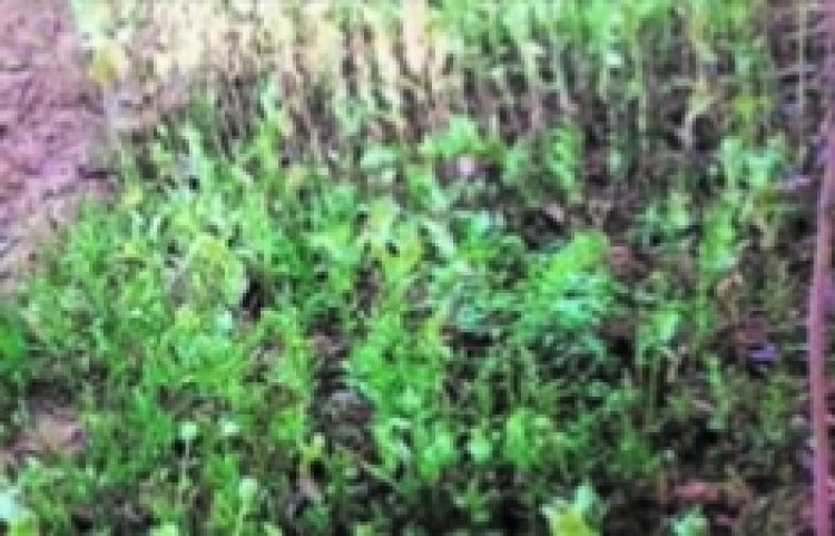 अब लैलूंगा में सब्जियों की बाड़ी के बीच मिली अफीम की फसल,पढ़िए 17 दिनों के भीतर और कहां...