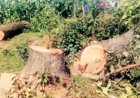 तीन साल में 28 लाख से ज्यादा पेड़  काटने की मंजूरी, छत्तीसगढ़ सबसे आगे