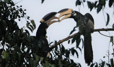 वन मंत्री केदार कश्यप की पहल : उदंती-सीतानदी टाइगर रिजर्व में शुरू होगी ‘हॉर्नबिल सफारी’