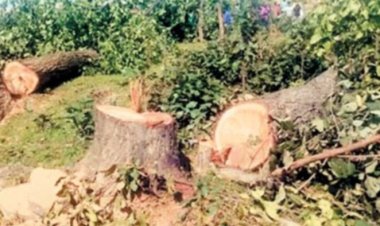 तीन साल में 28 लाख से ज्यादा पेड़  काटने की मंजूरी, छत्तीसगढ़ सबसे आगे