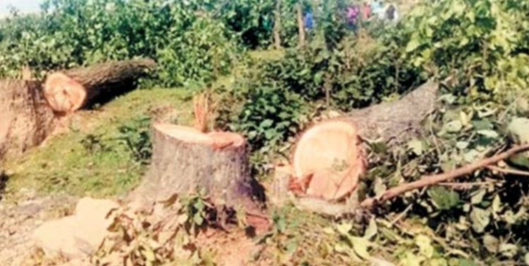 तीन साल में 28 लाख से ज्यादा पेड़  काटने की मंजूरी, छत्तीसगढ़ सबसे आगे